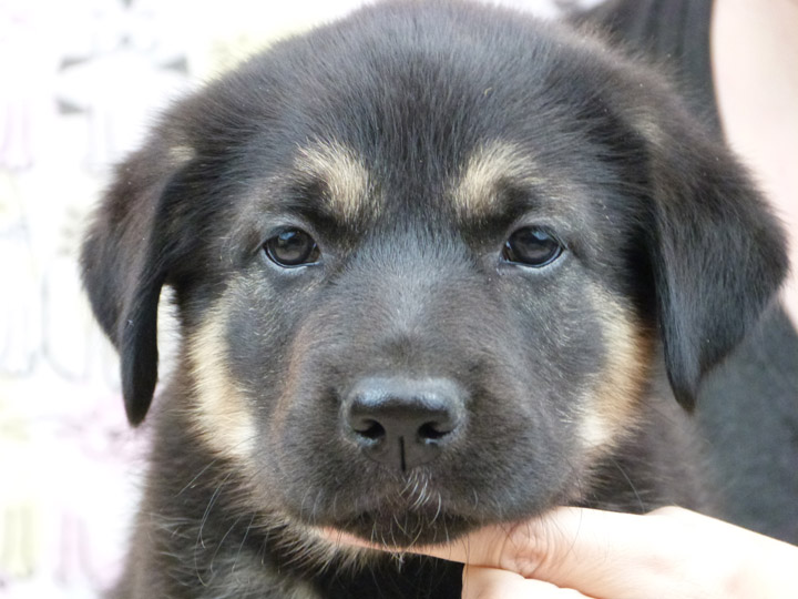 chinook puppy